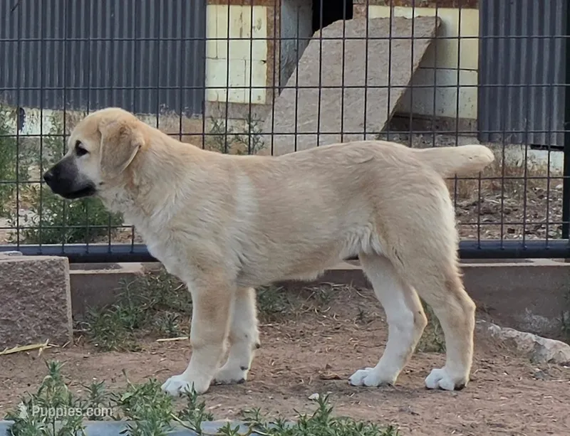 Amarilla – Kangal Dog puppy for sale in Canon City, CO