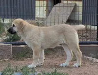 Amarilla, a female Kangal Dog for sale in Canon City, CO – 1 of 4