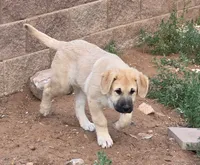 Amarilla, a female Kangal Dog for sale in Canon City, CO – 2 of 4