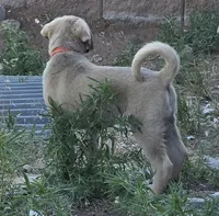 Tali, a female Kangal Dog for sale in Canon City, CO – 3 of 3