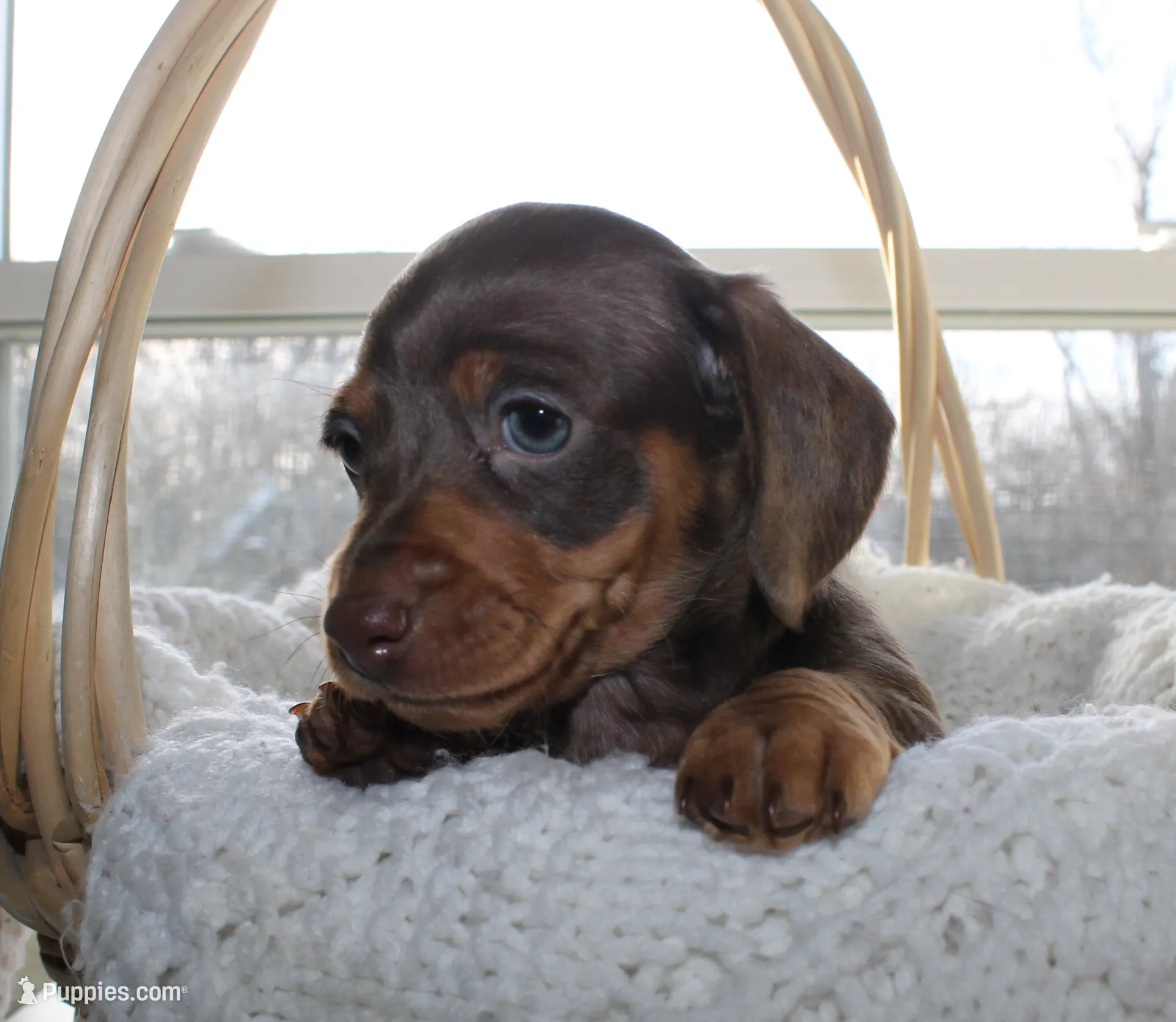 Resses, a male Miniature Dachshund for sale in Binghamton, NY – Photo 6 of 7