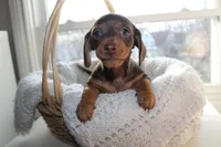 Resses, a male Miniature Dachshund for sale in Binghamton, NY – Photo 5 of 7