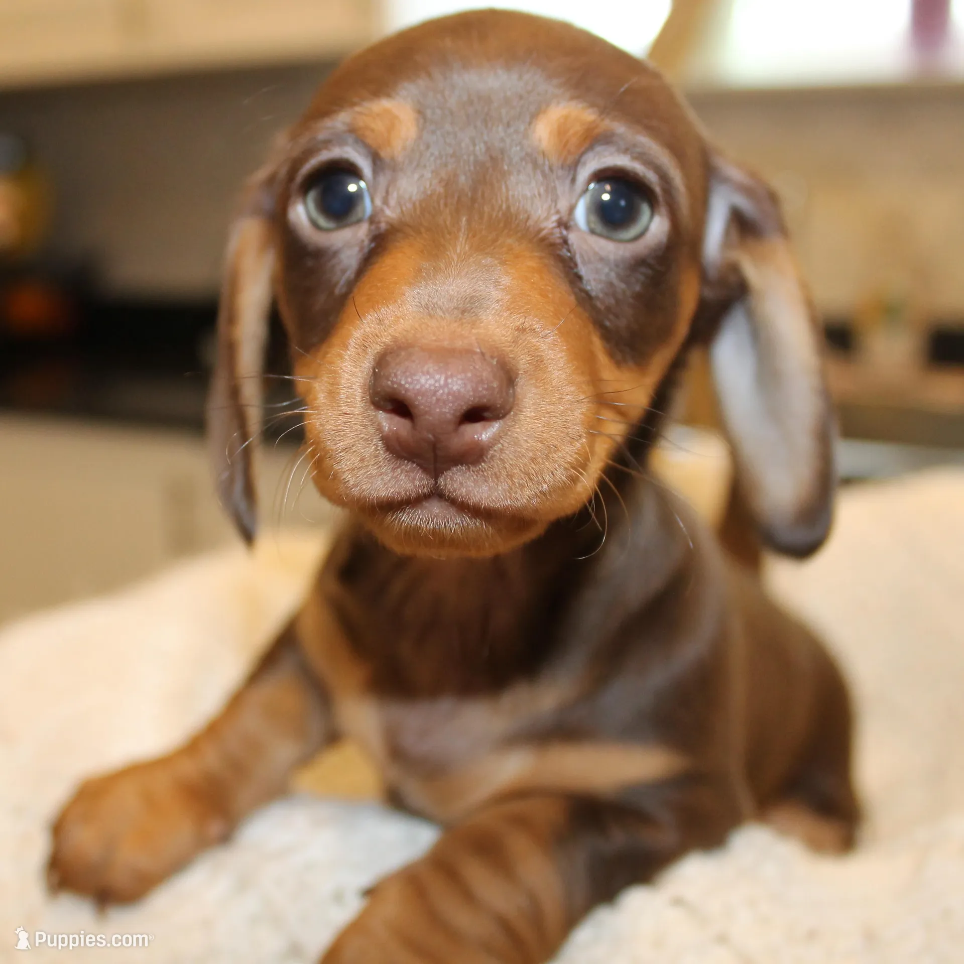 Resses, a male Miniature Dachshund for sale in Binghamton, NY – Photo 3 of 7