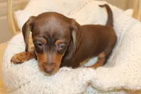 Resses, a male Miniature Dachshund for sale in Binghamton, NY – Photo 4 of 7