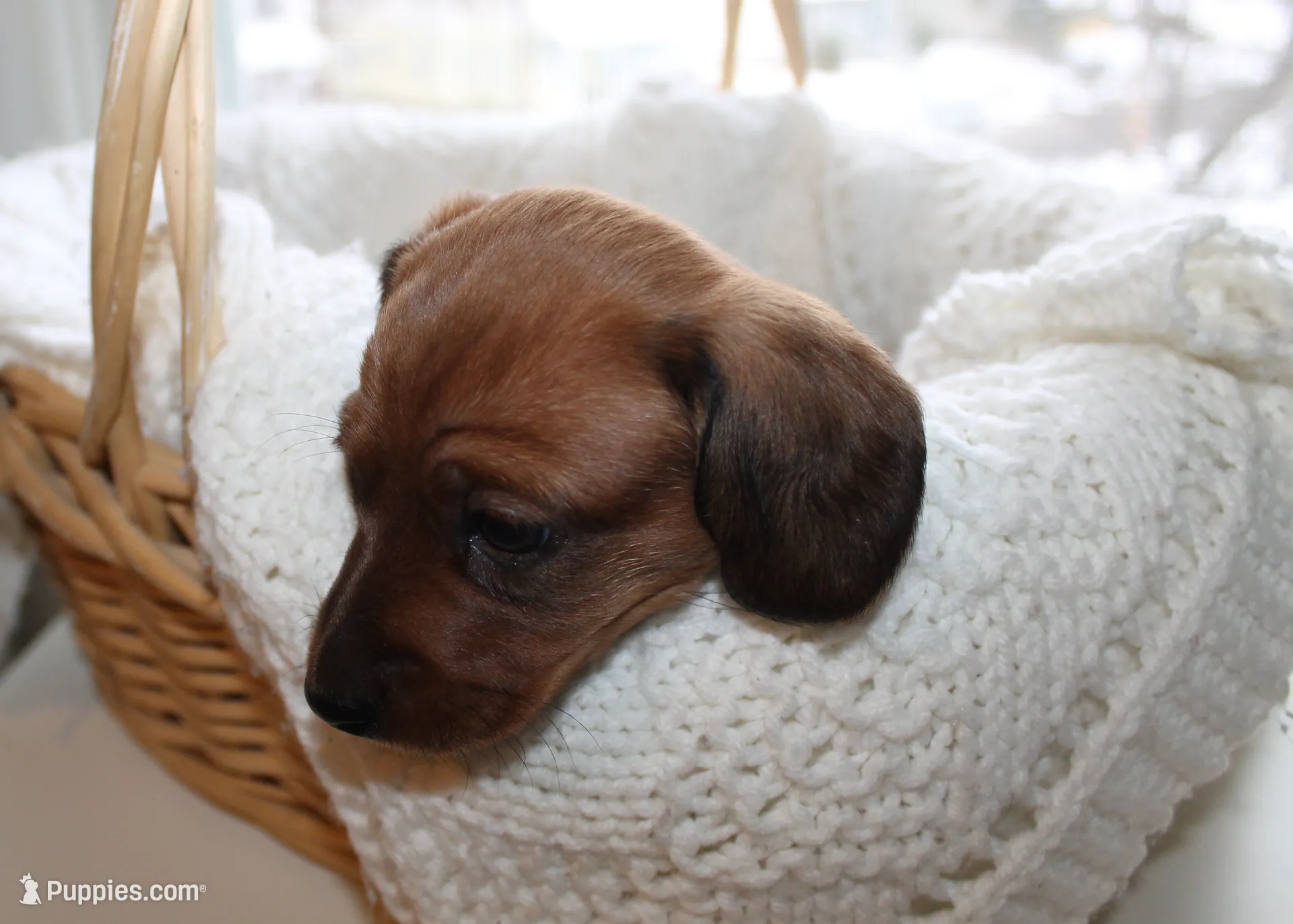 Comet, a male Miniature Dachshund for sale in Binghamton, NY – Photo 8 of 8