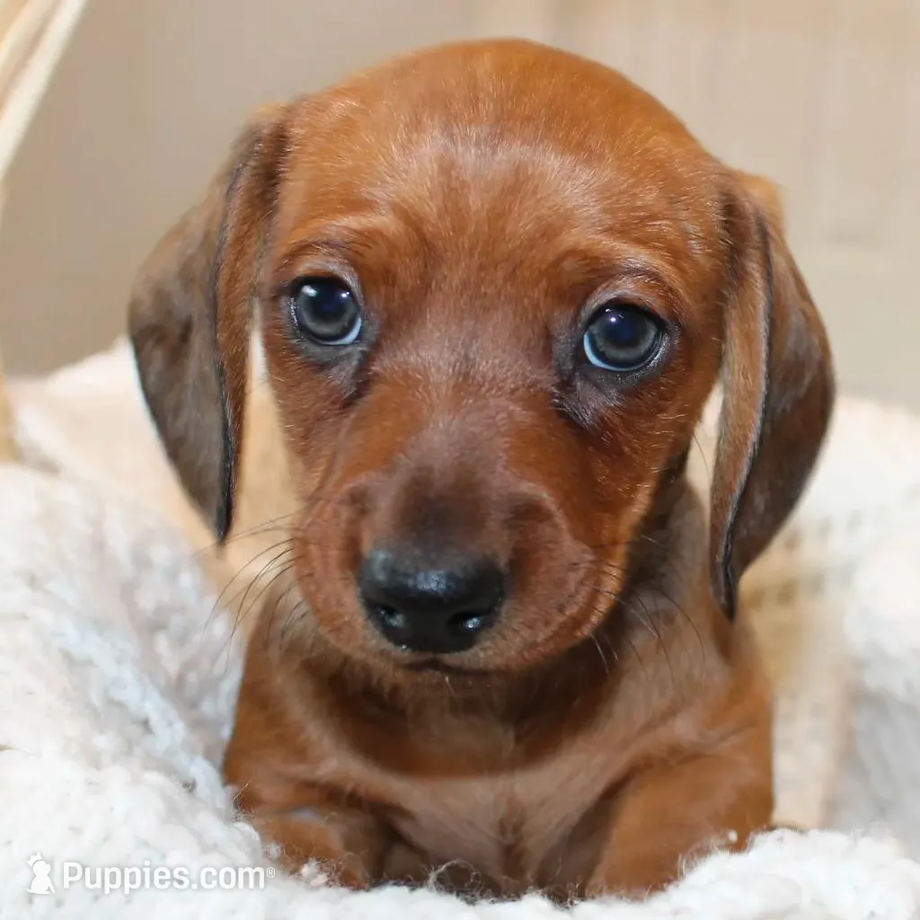 Comet, a male Miniature Dachshund for sale in Binghamton, NY – Photo 1 of 8