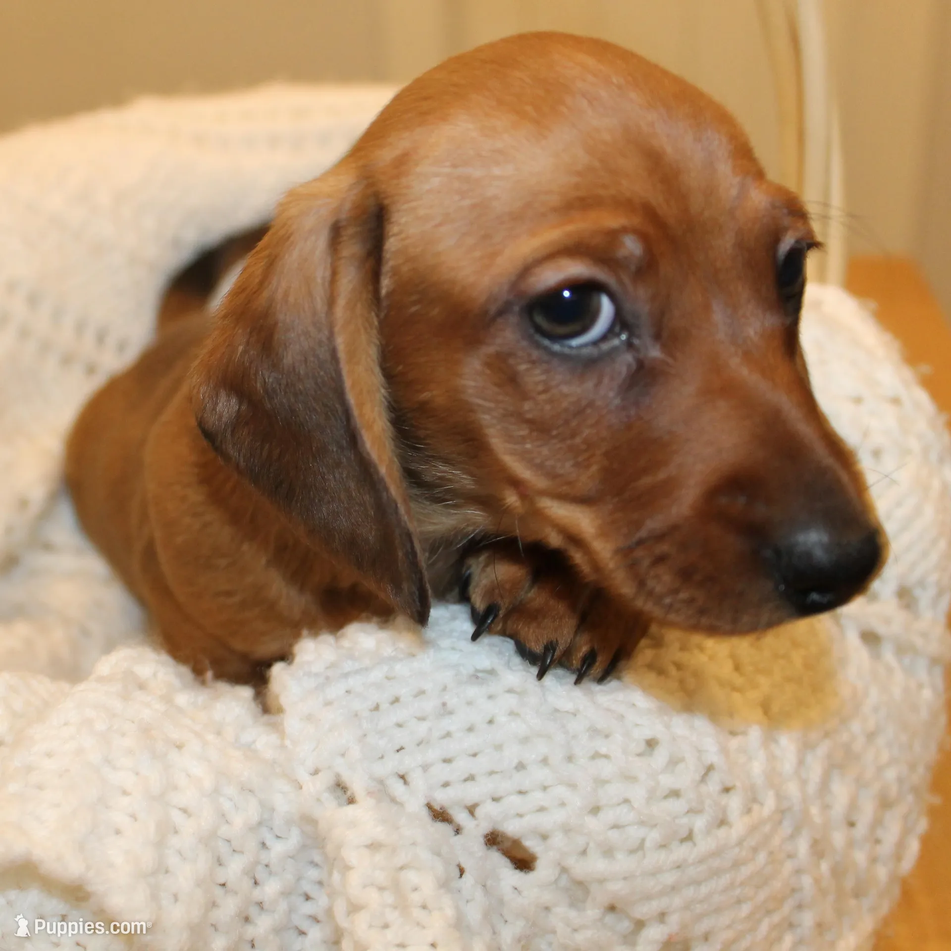 Comet, a male Miniature Dachshund for sale in Binghamton, NY – Photo 5 of 8