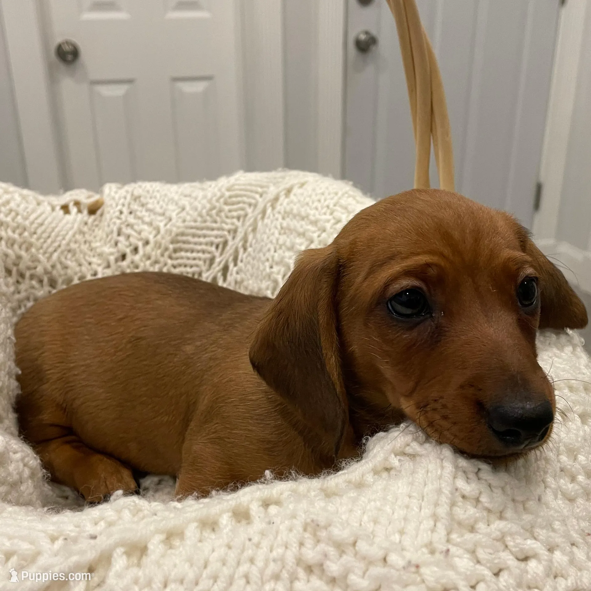 Comet, a male Miniature Dachshund for sale in Binghamton, NY – Photo 2 of 8