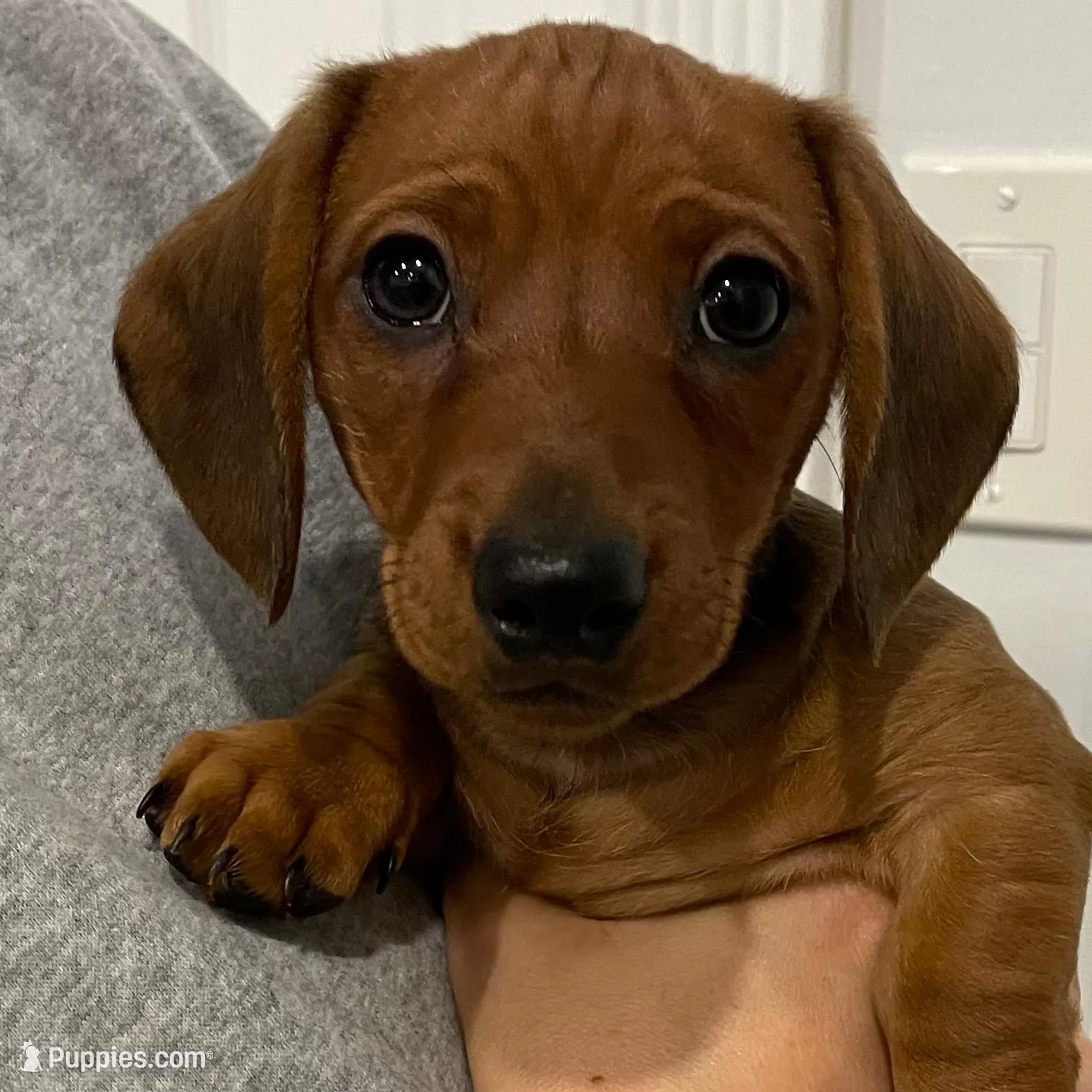 Comet – Miniature Dachshund puppy for sale in Binghamton, NY