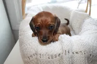 Comet, a male Miniature Dachshund for sale in Binghamton, NY – Photo 7 of 8