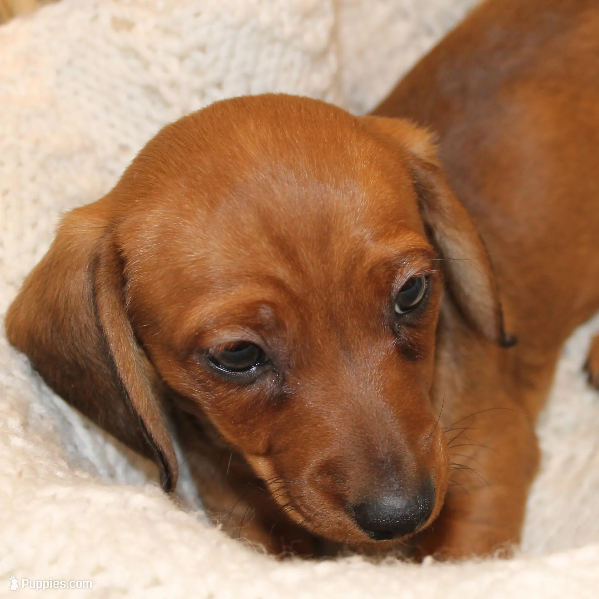 Comet, a male Miniature Dachshund for sale in Binghamton, NY – Photo 3 of 8