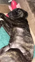 Luna, a female Cane Corso for sale in Greenville, SC – 2 of 5