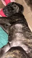 Luna, a female Cane Corso for sale in Greenville, SC – 5 of 5