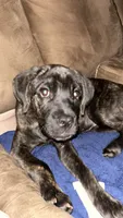 Luna, a female Cane Corso for sale in Greenville, SC – 3 of 5