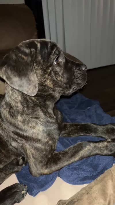 Luna, a female Cane Corso for sale in Greenville, SC – 4 of 5