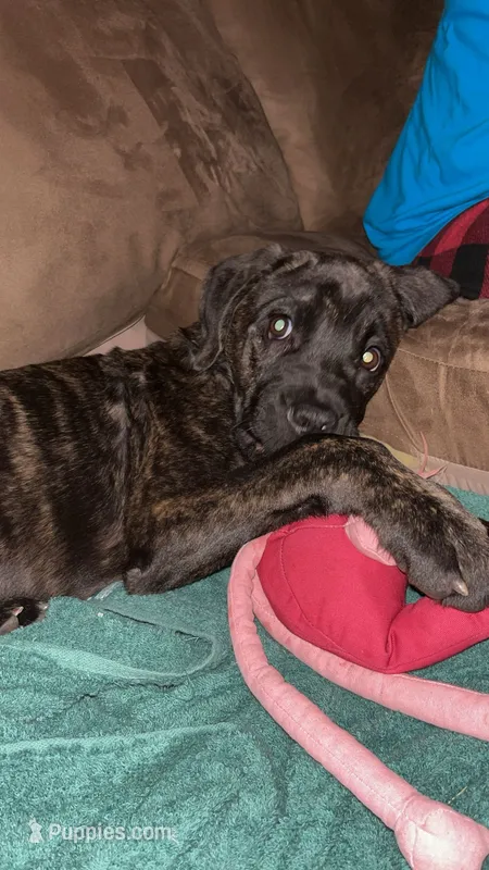 Luna – Cane Corso puppy for sale in Greenville, SC