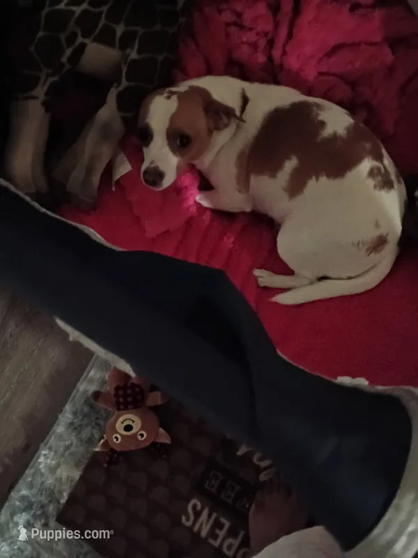 Tony – Jack Russell Terrier, Chihuahua puppy for sale in Fresno, CA