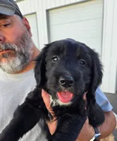 Twinkletoes, a female Old English Sheepdog and Golden Retriever for sale in Caldwell, ID – 1 of 4