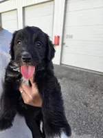 Half Nose, a female Old English Sheepdog and Golden Retriever for sale in Caldwell, ID – 1 of 2