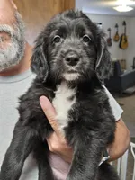 Twinkletoes, a female Old English Sheepdog and Golden Retriever for sale in Caldwell, ID – 3 of 4