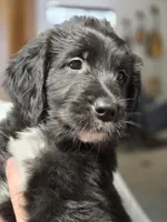 Stash, a female Old English Sheepdog and Golden Retriever for sale in Caldwell, ID – 3 of 3