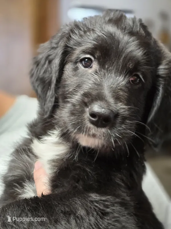 Stash – Old English Sheepdog, Golden Retriever puppy for sale in Caldwell, ID