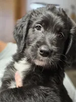 Stash, a female Old English Sheepdog and Golden Retriever for sale in Caldwell, ID – 2 of 3