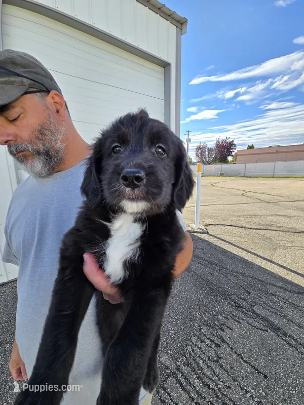 Stash – Old English Sheepdog, Golden Retriever puppy for sale in Caldwell, ID