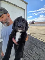Stash, a female Old English Sheepdog and Golden Retriever for sale in Caldwell, ID – 1 of 3