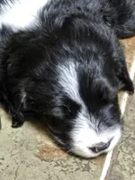Scout, a male Old English Sheepdog and Golden Retriever for sale in Caldwell, ID – 2 of 3