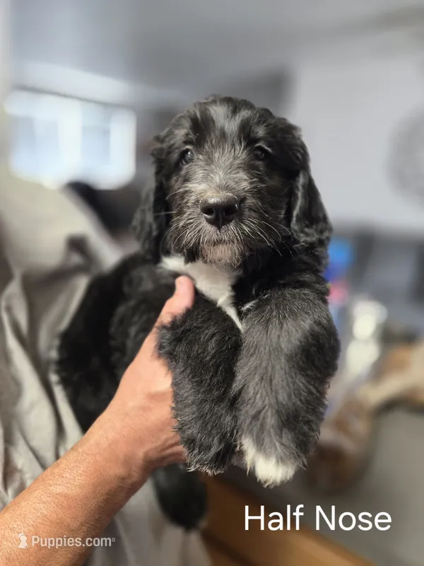 Half Nose – Old English Sheepdog, Golden Retriever puppy for sale in Caldwell, ID
