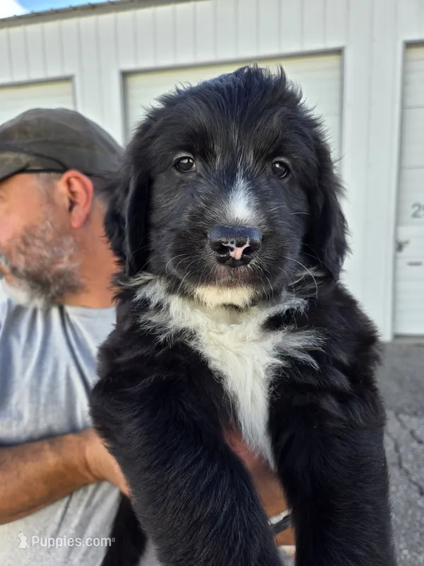 Flair – Old English Sheepdog, Golden Retriever puppy for sale in Caldwell, ID