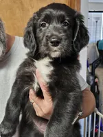Twinkletoes, a female Old English Sheepdog and Golden Retriever for sale in Caldwell, ID – 2 of 4
