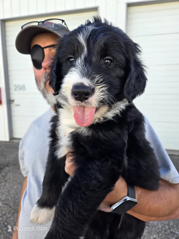 Scout – Old English Sheepdog, Golden Retriever puppy for sale in Caldwell, ID