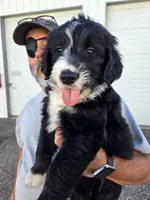 Scout, a male Old English Sheepdog and Golden Retriever for sale in Caldwell, ID – 1 of 3