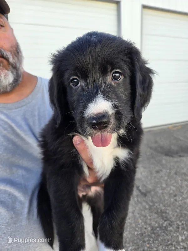 Dot – Old English Sheepdog, Golden Retriever puppy for sale in Caldwell, ID