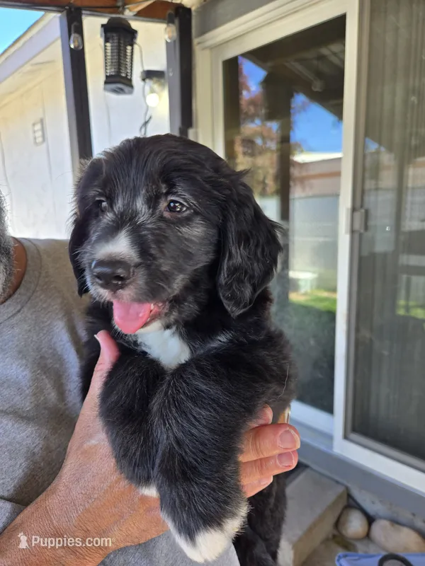 Blaze – Old English Sheepdog, Golden Retriever puppy for sale in Caldwell, ID
