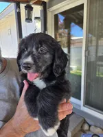 Blaze, a male Old English Sheepdog and Golden Retriever for sale in Caldwell, ID – 1 of 3