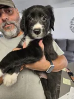 Dot, a male Old English Sheepdog and Golden Retriever for sale in Caldwell, ID – 3 of 3