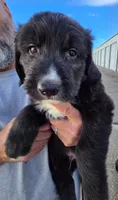 Blaze, a male Old English Sheepdog and Golden Retriever for sale in Caldwell, ID – 2 of 3