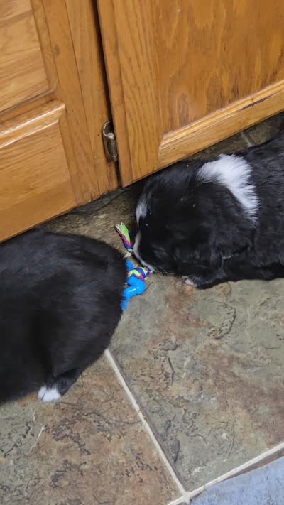 Scout, a male Old English Sheepdog and Golden Retriever for sale in Caldwell, ID – 3 of 3
