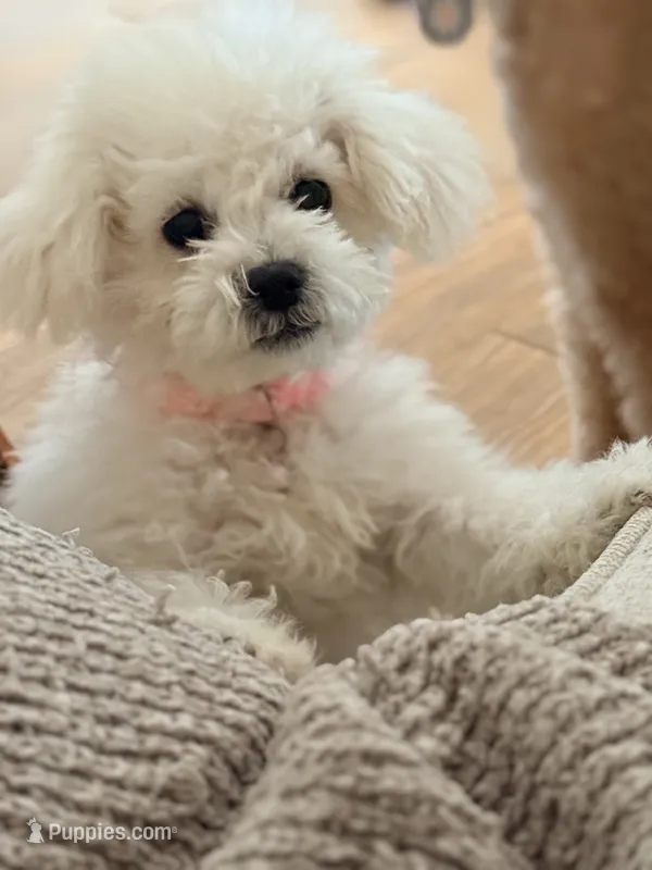 Asia – Maltipoo puppy for sale in Tucson, AZ