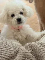 Asia, a female Maltipoo for sale in Tucson, AZ – 1 of 3