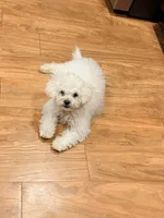 Asia, a female Maltipoo for sale in Tucson, AZ – 4 of 4