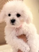 Asia, a female Maltipoo for sale in Tucson, AZ – 3 of 3