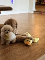 Asia, a female Maltipoo for sale in Tucson, AZ – 2 of 3