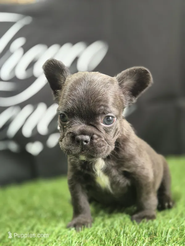 Coco – French Bulldog puppy for sale in Atlanta, GA