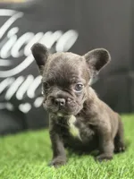 Coco, a female French Bulldog for sale in Atlanta, GA – 1 of 4