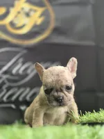 London , a female French Bulldog for sale in Atlanta, GA – 3 of 6