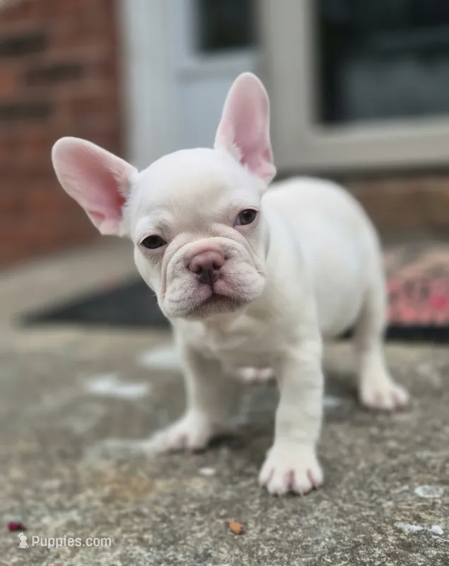 KILO – French Bulldog puppy for sale in Atlanta, GA